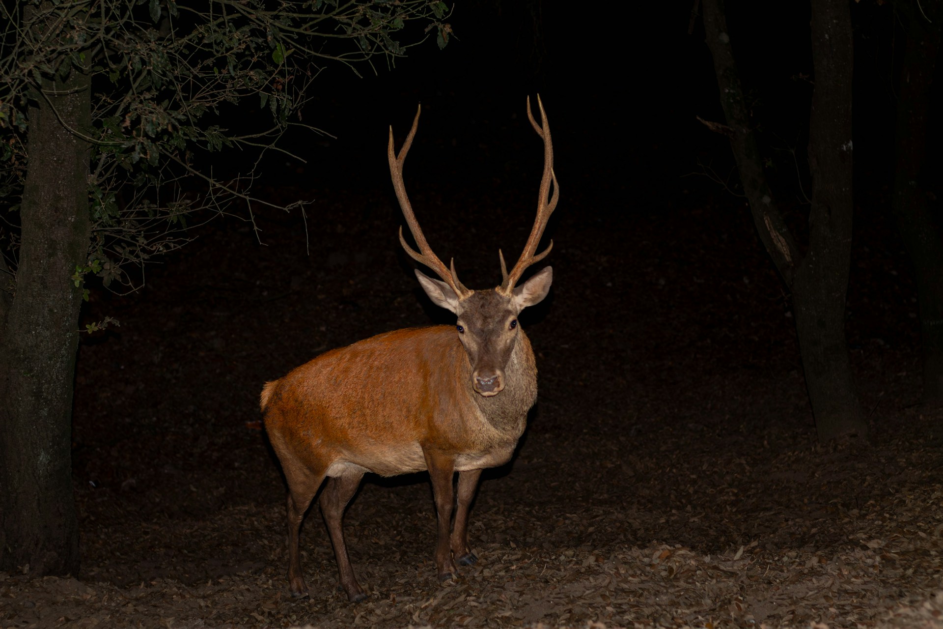 De opkomst van warmtebeeld en nachtzicht in outdoor en natuurbeheer